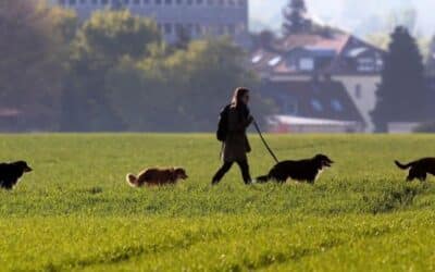 5 powodów, dla których warto codziennie chodzić na spacery z psem