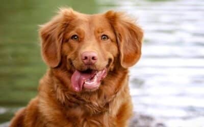 Magazyn Internetowy 19 5 Sposobów Na Podniesienie Pewności Siebie u Psa