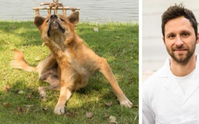 Co mogę zrobić, aby powstrzymać gryzienie, drapanie, roztocza w sierści?