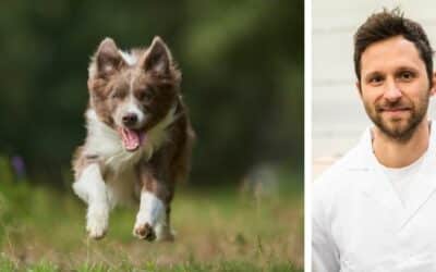 Mój 5-letni border collie, Alex, ostatnio pije dużo wody. Boję się, że coś może być nie tak z jego zdrowiem. Co polecasz w takiej sytuacji?