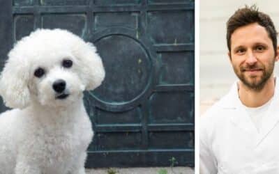 Magazyn Internetowy 21 Pamika, wybredny bichon