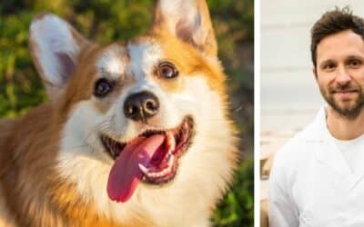 Herold, 11-miesięczny Corgi, nie zwraca uwagi na właściciela