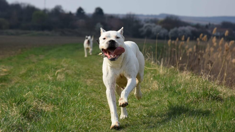 Psy Rasy Dog Dog Argentyński – Wszystko o Rasy Psów