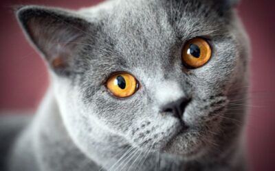 Wszystko o Brytyjskim Kocie Krótkowłosym