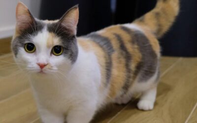 Munchkin – Urocze Koty o Nogach Jamnika!