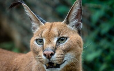 Kup Karakal Kot – Doskonały Wybór dla Miłośników!