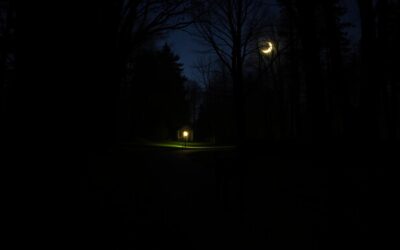 Nocna wędrówka z psem – Wszystko, co musisz o tym wiedzieć!