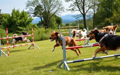 Agility dla psów – Wszystko, co musisz o tym wiedzieć!