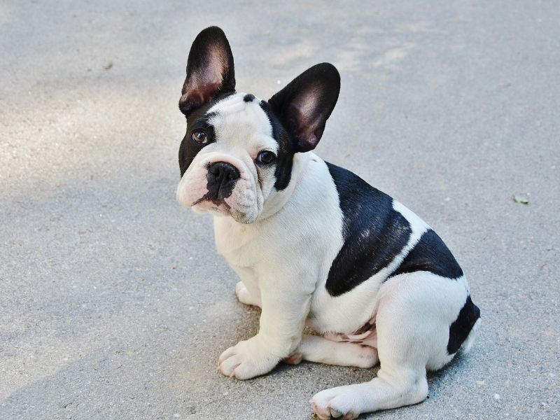 bulldog kutya