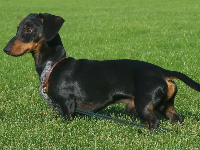 törpe tacskó3 bulldog kutya