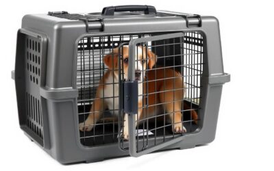 Transporter dla psa – Wszystko, co musisz o nim wiedzieć!
