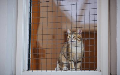 Siatki zabezpieczające na okna dla kota – Wszystko, co musisz o tym wiedzieć!