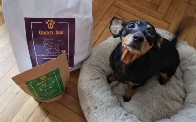 Sos CricksyDog vs naturalny bulion – co skuteczniejsze?