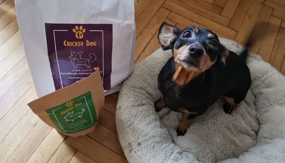 Sos CricksyDog vs naturalny bulion – co skuteczniejsze?