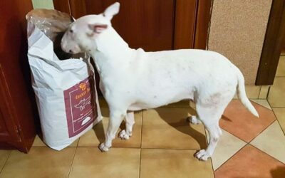 CricksyDog vs Concept for Life – szczegółowe porównanie karm