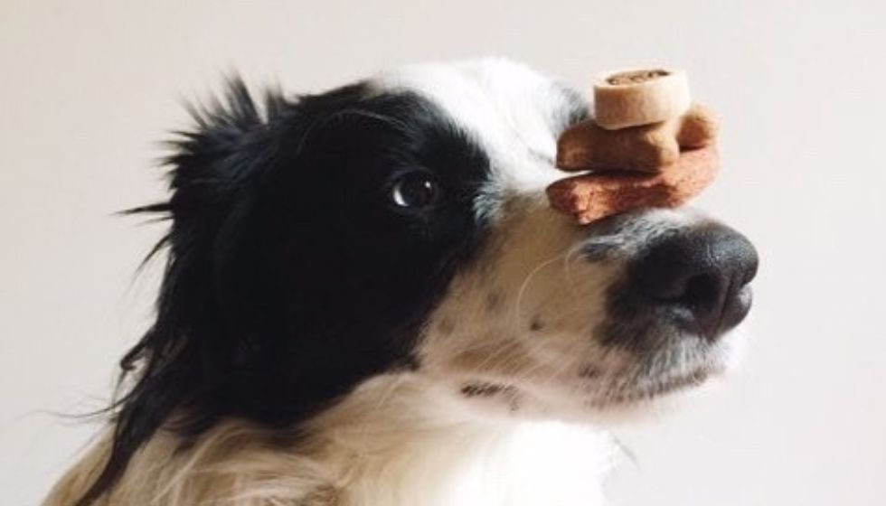Która CricksyDog karma najlepsza? – ranking klientów