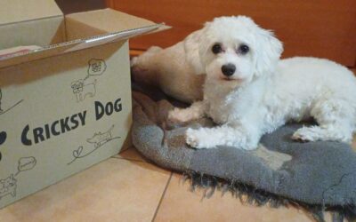 Efekty Twinky po dłuższym czasie – co mówią właściciele psów?