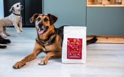 Ulubione marki wybrednych psów – CricksyDog czy inne?