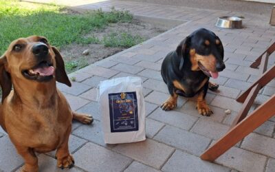 Hipoalergiczna karma CricksyDog vs weterynaryjna dieta hypoallergenic