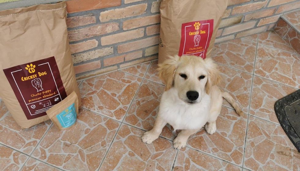 CricksyDog zbożowa vs bezzbożowa – kiedy którą wybrać?