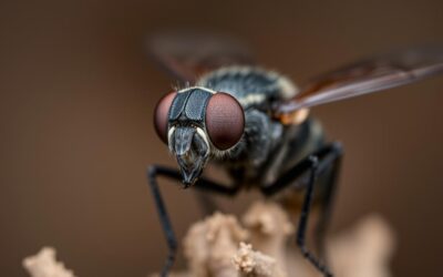 Magazyn Internetowy 18 Jakie są najczęstsze pytania i obawy związane z czarną muchą żołnierską? Świadomi właściciele psów – uwaga!