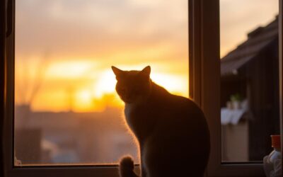 Koty i krótsze dni – zmiany w zachowaniu