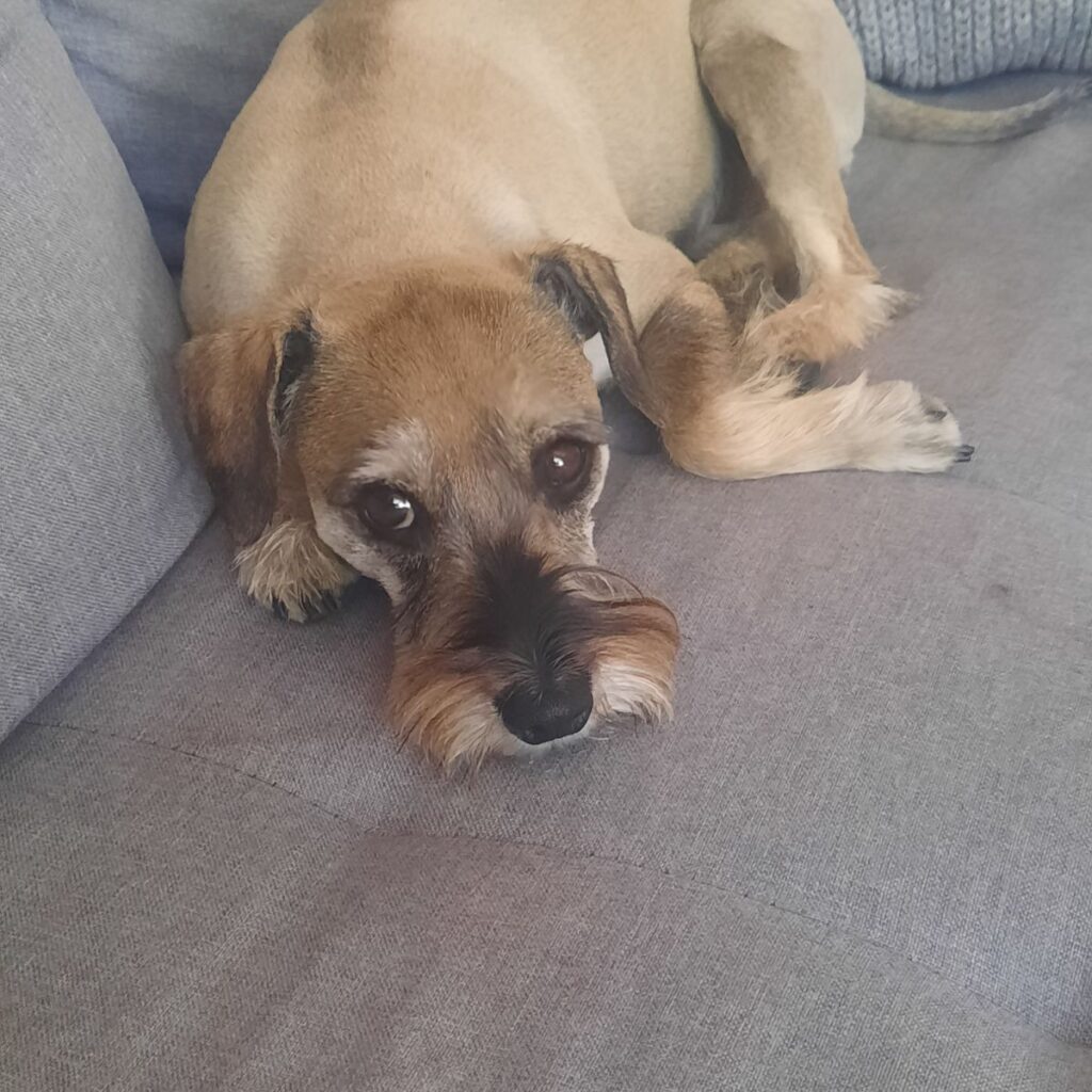 Obrazek #1 z Monika Szyszko-van Dijk