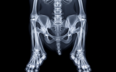 Blog o kotach 19 Rentgen stawów u kota – Wszystko, co musisz o tym wiedzieć!