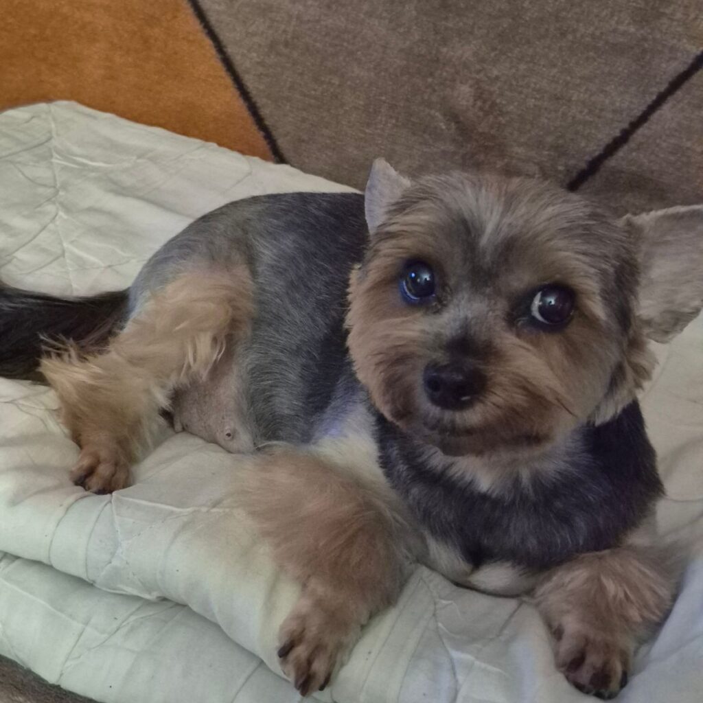 Strona główna CricksyDog i CricksyCat 148 Obrazek #1 z DOMICELA KASZTELAN