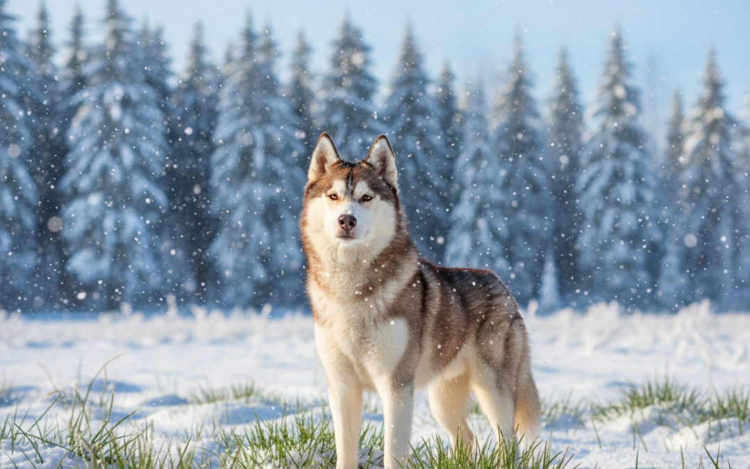 Najlepsze naturalne sposoby na wzmocnienie odporności psa zimą