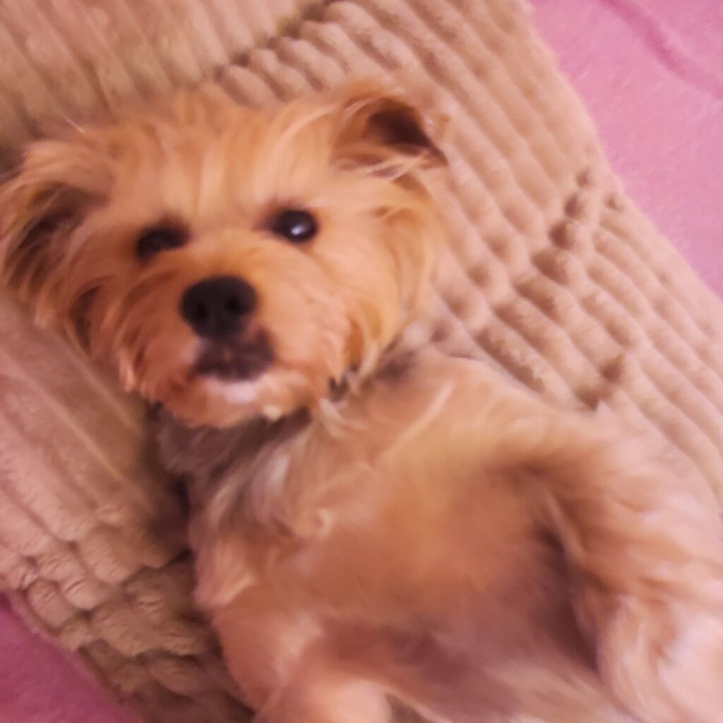 Obrazek #2 z Agnieszka Andrysiak