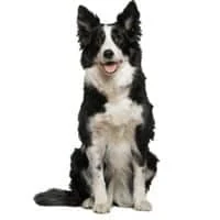 pl 2023 07 border collie0