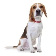 pl 2024 09 beagle