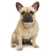 pl 2024 09 francia bulldog