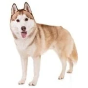 pl 2024 09 husky