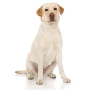 pl 2024 09 labrador