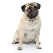 pl 2024 09 mops