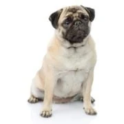 pl 2024 09 mopsz