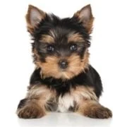 pl 2024 09 puppy Yorkshire Terrier