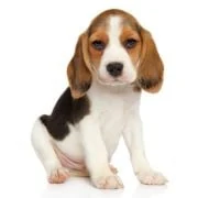 pl 2024 09 puppy beagle