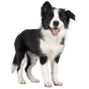 pl 2024 09 puppy border collie