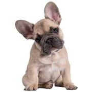 pl 2024 09 puppy francia bulldog