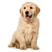 pl 2024 09 puppy golden retriever