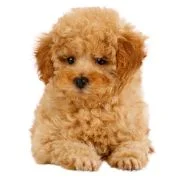 pl 2024 09 puppy pudel