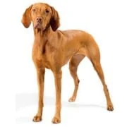 pl 2024 09 vizsla