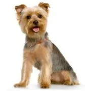 pl 2024 09 yorkshire terrier