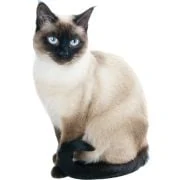 pl 2024 11 Siamese 2