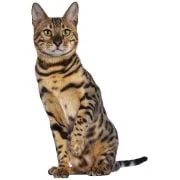 pl 2024 11 bengal cat 2