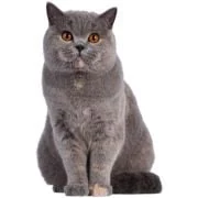 pl 2024 11 british shorthair 2