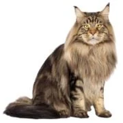 pl 2024 11 maine coon 2